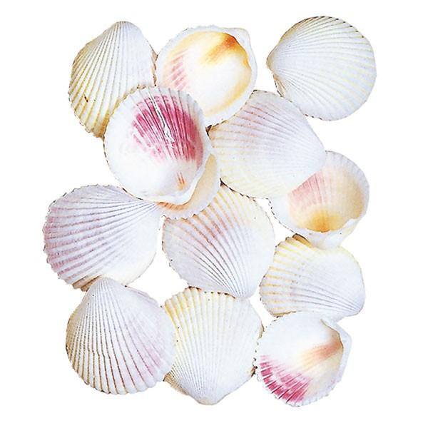 Lk L VF  CeA zCgRNX 3`5cm 2܃Zbg