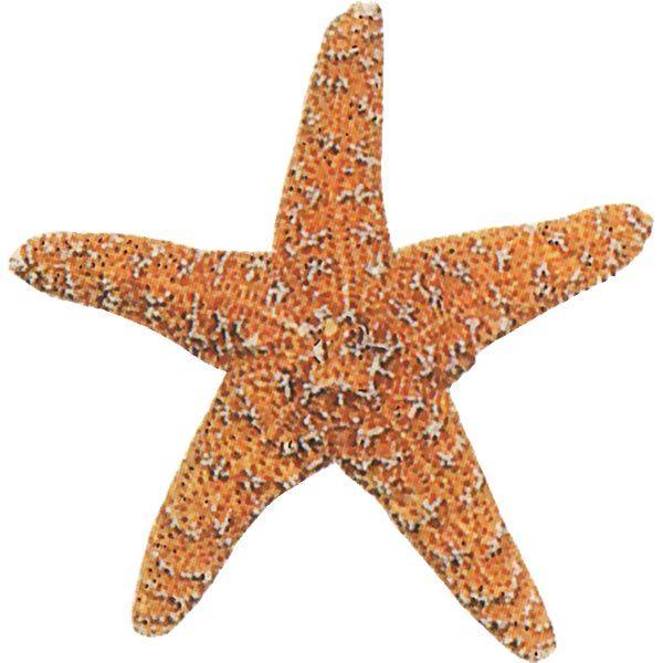 ディスプレイ カリフォルニアヒトデ 大 全長14cm 3個セット 貝殻 貝 シェル 天然素材 夏ディスプレイ 海中 海辺 砂浜イメージ 空間演出 Mmci 11 人工観葉植物と造花の通販ケイシン 通販 Yahoo ショッピング