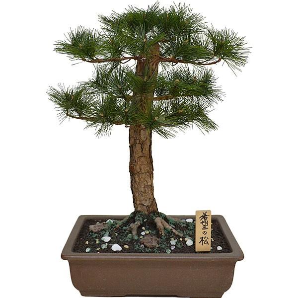 盆栽 全高46cm 希望の松 9号 Bonsai 松の盆栽 松 造花 フェイクグリーン 偽物 オブジェ ディスプレイ 装飾 和風 式典 祭典 イベント 商品番号 Nb Kibou Nb Kibou 人工観葉植物と造花の通販ケイシン 通販 Yahoo ショッピング