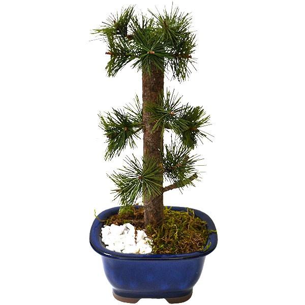 盆栽 全高28cm スリム一本松 Bonsai 松の盆栽 松 造花 フェイクグリーン 偽物 オブジェ ディスプレイ 装飾 和風 式典 祭典 イベント 商品番号 Nb Mini1 Nb Mini1 人工観葉植物と造花の通販ケイシン 通販 Yahoo ショッピング