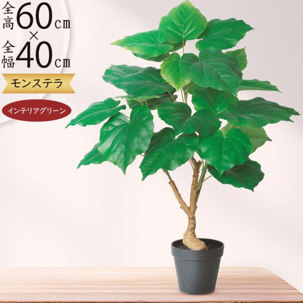 ウンベラータ 人気 インテリアグリーン おしゃれ リアル 観葉植物 