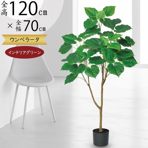 ウンベラータ 人気 インテリアグリーン おしゃれ リアル 観葉植物