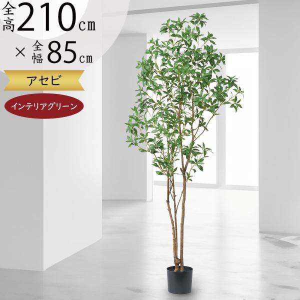 大型インテリア観葉植物 大型サイズ観葉植物おしゃれな器のセット販売 | SamaSama