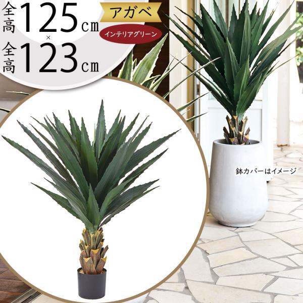 インテリアグリーン アガベ おしゃれ 多肉植物 観葉植物 人気