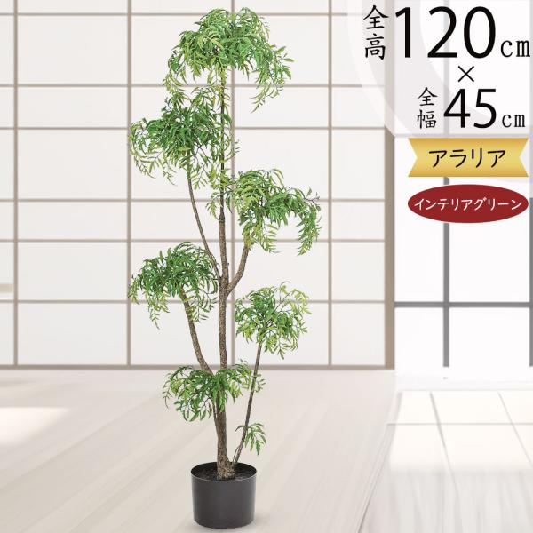 観葉植物 アラレアの人気商品 通販 価格比較 価格 Com