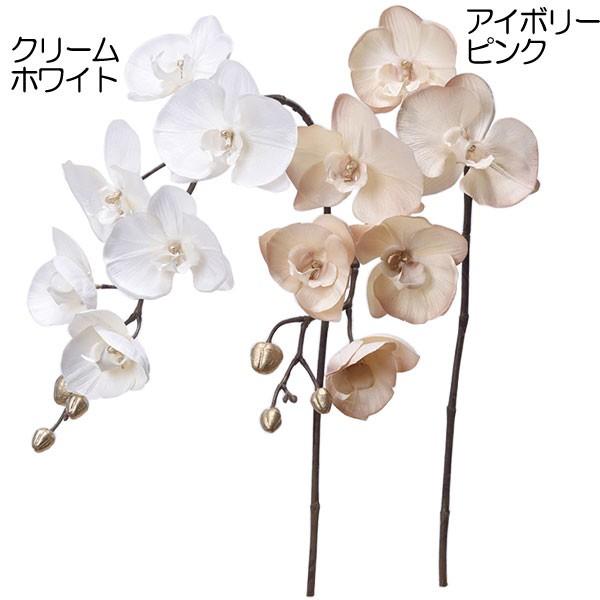 ラブリー胡蝶 蘭 ファレノプシス 最高の花の画像