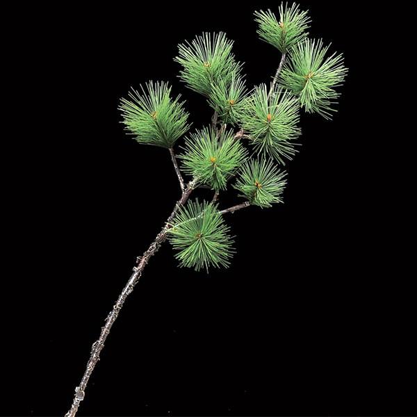   ϗtA  CeAO[ tFCNO[ 68cm 2{Zbg