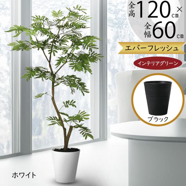 エバーフレッシュ　『ネムノキ』〈定番人気・現品限り〉【インテリアグリーン】 エバーフレッシュ 『ネムノキ』〈定番人気・現品限り