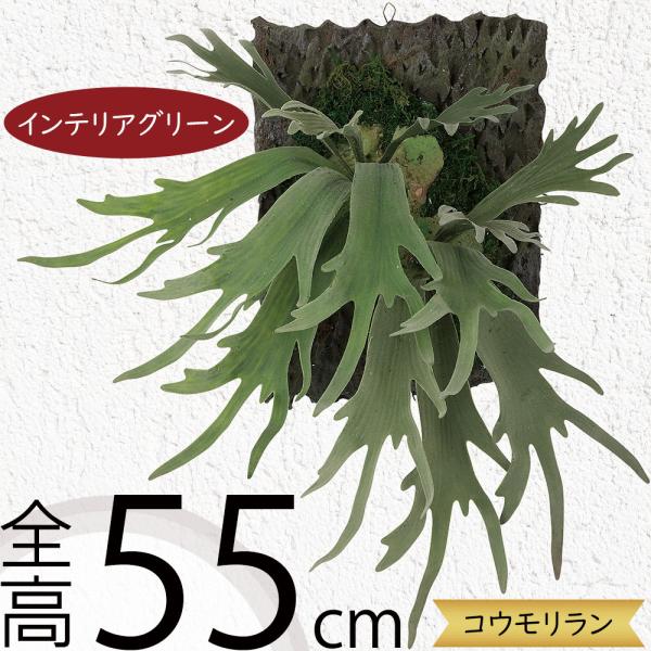 コウモリラン インテリアグリーン おしゃれ 人気 アートプランツ