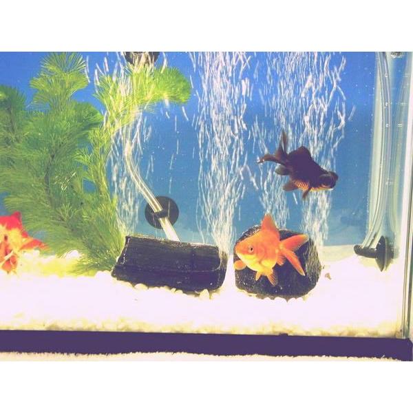 送料無料 全国一律 水槽用備長炭ssサイズ 水槽の水をきれいに金魚 メダカ 熱帯魚の飼育に最適 14 健カンパニー 通販 Yahoo ショッピング