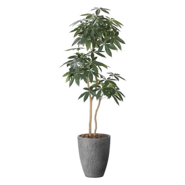 光の楽園(2025年版) ナチュラルパキラ1.8の魅力と使い方