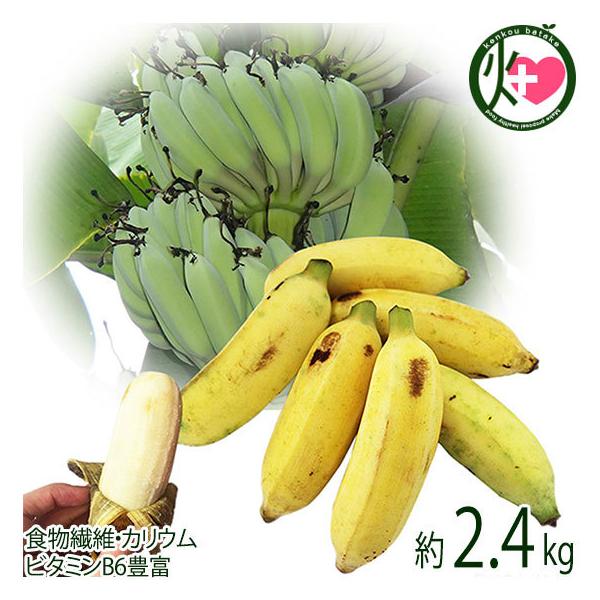 国産 バナナ - 食品の人気商品・通販・価格比較 - 価格.com 国産 バナナ - 食品の人気商品・通販・価格比較 - 価格.com