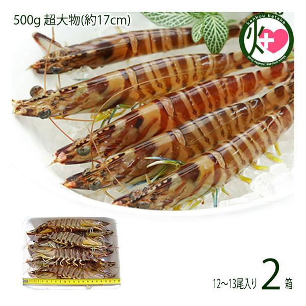 }Ⓚ XY Ԃ  500g 啨(17cm) 12`13×2P X{B