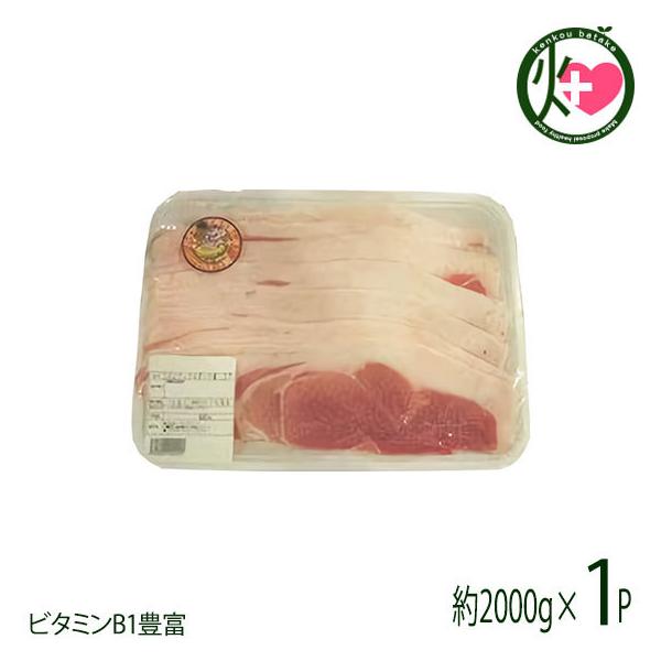 pCibv|[N  œ Ԃ 2000g Jl}T~[g  lC yY  ؓ ꌧYi r^~B1Lx