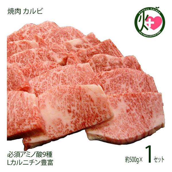 Mtg _˃r[t p ē Jr 500g {Hi yY 蕨 K{A~m_9 LJj`Lx