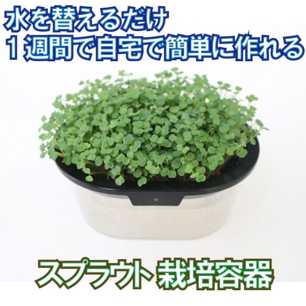 かいわれタイプ栽培容器欧米発！ジャーで育てる新食感スプラウト