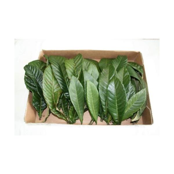 _ f̗tiт̗tj 450gif̐t45`60j yE啪Yz ftT2 iꕔnj ܕsgp s