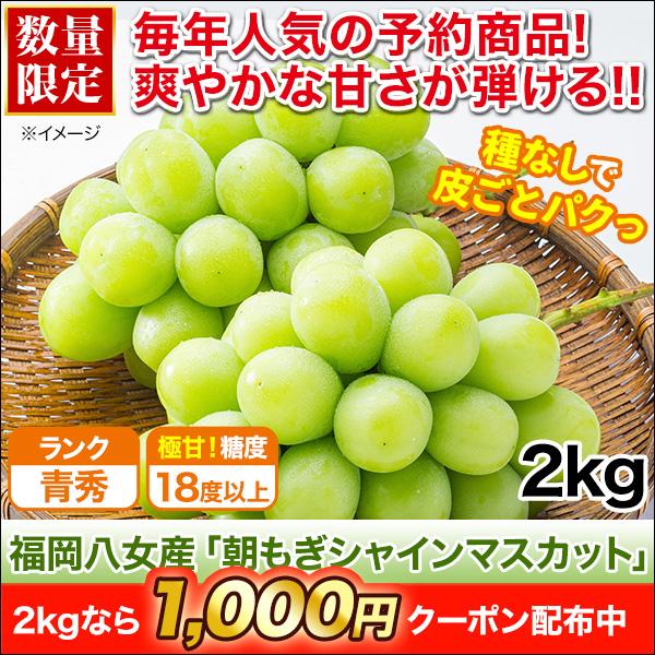 マスカット 青秀 フルーツ 快適生活 福岡八女産「朝もぎシャインマスカット」 2kg(6房) お中元 贈答