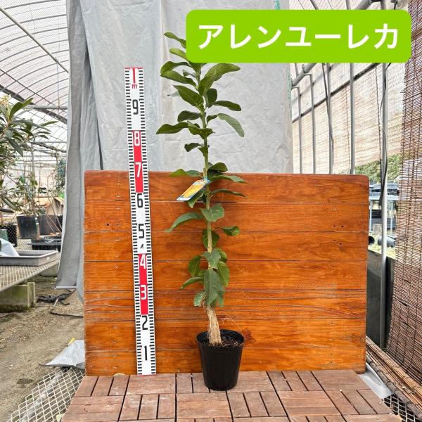 アレンユーレカ トゲナシレモン 70cm/15cmポット