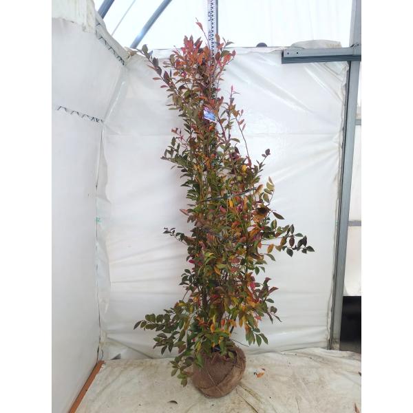 [Release date: January 15, 2018]ラビットアイ系で晩成品種のブルーベリー『バルドウィン』です。バルドウィンは、樹勢が強く耐病性にも優れ、結実率も非常に良い大粒なラビットアイ系晩成品種のブルーベリーです。お盆頃に...