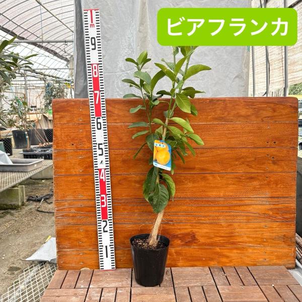 ビアフランカ トゲナシレモン 70cm前後/15cmポット