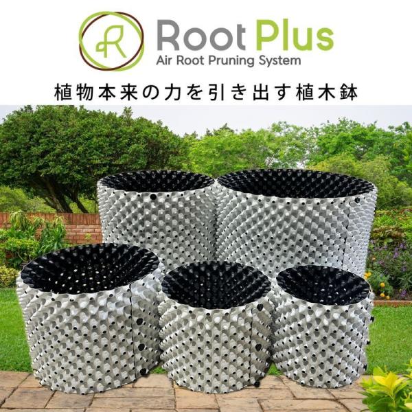 Rikaさん専用 ブルーブッシュ ルートプラスポット付き　/ 28 kichise-engei_gsap350swh-5