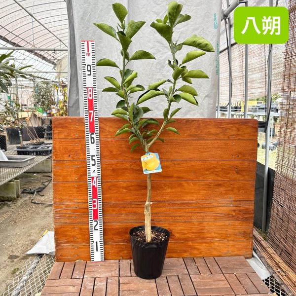 八朔 70cm/18cmポット