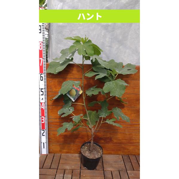 kichise-engei_hunt02