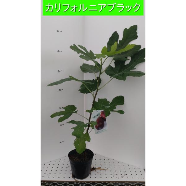 イチジク苗木　選んで１０鉢　12cmポリポット　　sp1 イチジク苗木 選んで10鉢 12cmポリポット sp1 イチジク苗木