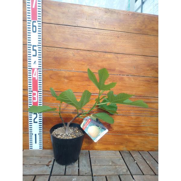 イチジク コナドリア 2年生15cmポット苗