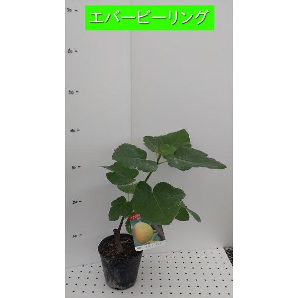 イチジク苗木　2品種セット　レディーホワイト　エバービーリング イチジク苗木 2品種セット レディーホワイト エバービーリング