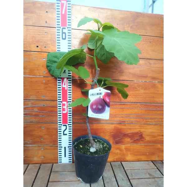 イチジク グリースドセントジーン 15cmポット苗