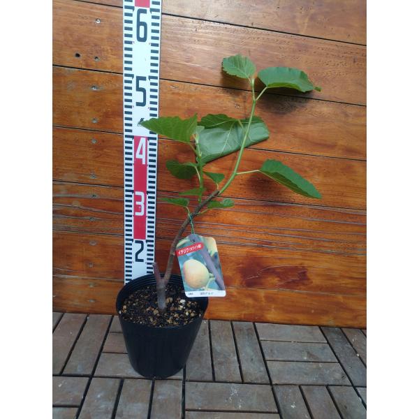 イチジク 国内アルマ 2年生15cmポット苗