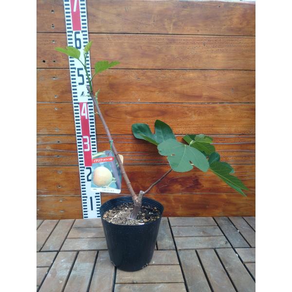 イチジク ＬＳＵゴールド 2年生15cmポット苗