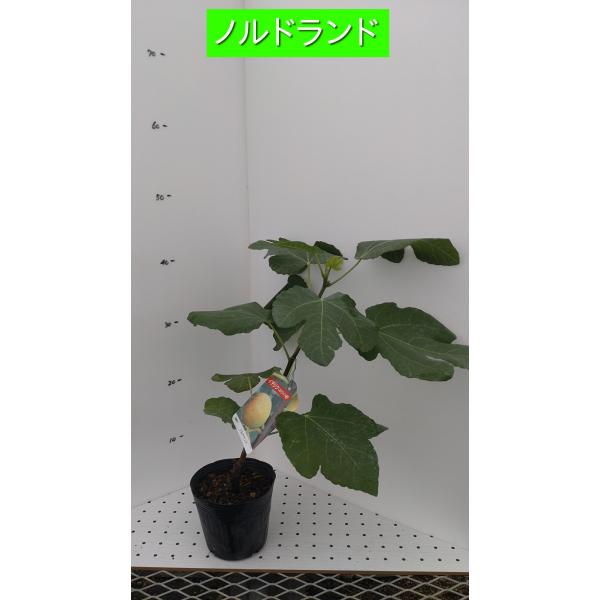 イチジク苗木　「　NORDIC　」1-12 イチジク苗木 「 NORDIC 」1-12 イチジク苗木 「 NORDIC 」1-12