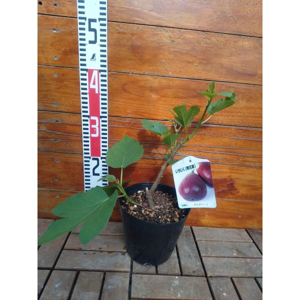 イチジク ポルポラート 2年生15cmポット苗
