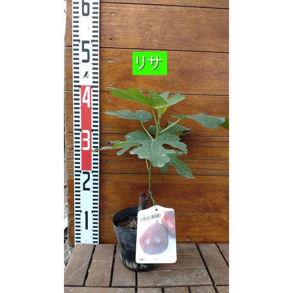 イチジク リサ 1年生／12cmポット苗 : 吉瀬園芸 - 通販 - Yahoo