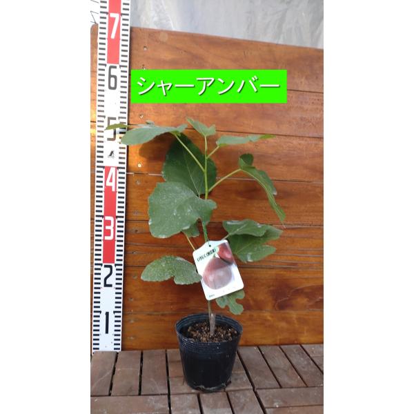 イチジク シャーアンバー 1年生12cmポット苗 : 吉瀬園芸 - 通販