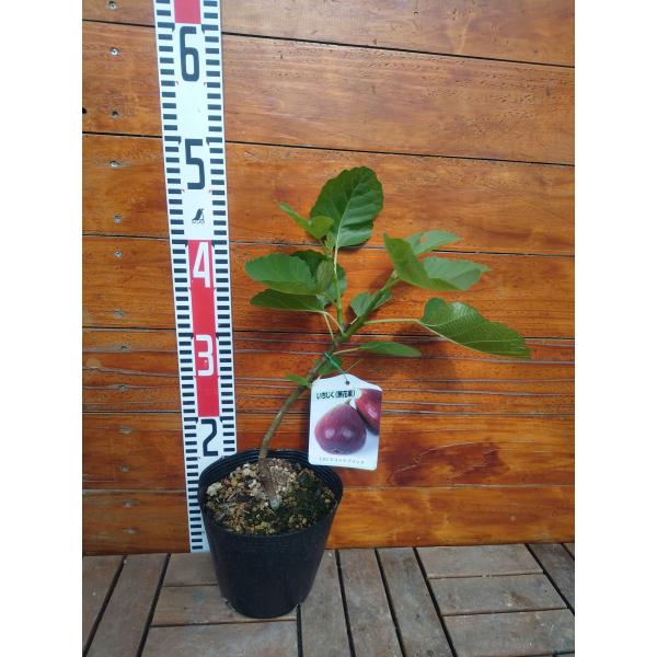 イチジク ＬＳＵスコッツブラック 2年生15cmポット苗