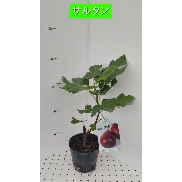 イチジク サルタン 1年生12cmポット苗 : 吉瀬園芸 - 通販 - Yahoo