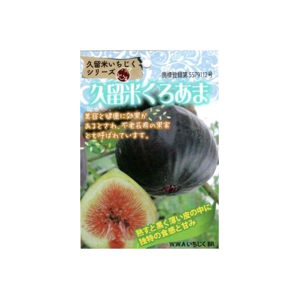 イチジク 久留米くろあま 12cmポット苗(1年生) : 吉瀬園芸 イチジク 久留米くろあま 12cmポット苗(1年生) : 吉瀬園芸