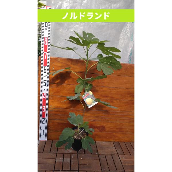 イチジク苗木「　CARLETTO 　　」N-15 イチジク苗木「 CARLETTO 」N-15 イチジク 苗木 ネグローネ 15cm