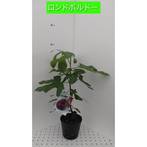 イチジク苗木　選んで１０鉢　12cmポリポット　　sp1 イチジク苗木 選んで10鉢 12cmポリポット sp1