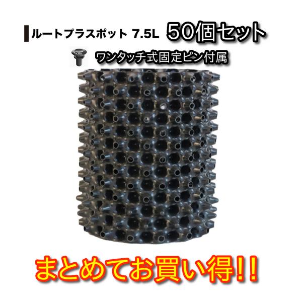 ヒムロスギ　ルートプラスポット入り　/ 541 ワクワクプラントオンラインショップ／ルートプラスポット