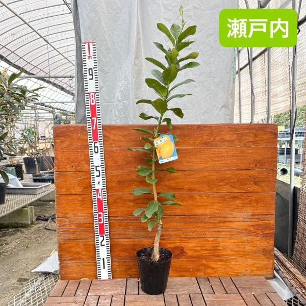 瀬戸内レモン 70cm前後/15cmポット : 吉瀬園芸 - 通販 - Yahoo