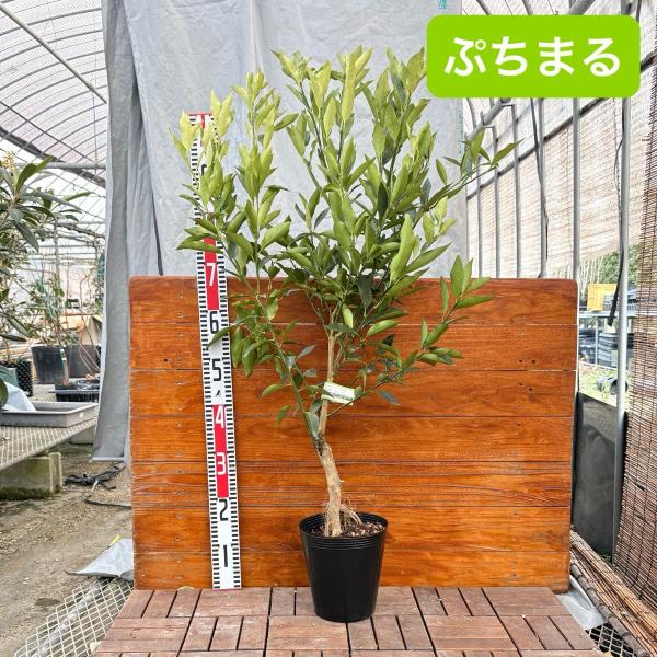 柑橘の中で、意外に甘くて美味しく、食べた人の多くが魅了される金柑。その中でも丸ごと食べられて非常に美味しい種無し金柑の「ぷちまる」です。2024年05月頃に接ぎ木した2年生苗です。2025年11月に鉢上げしたばかりなので、鉢上げ後に暖かい時...