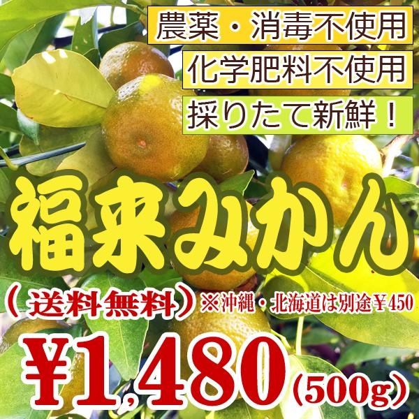 送料無料 柑橘類 福来みかん ふくれみかん フクレミカン 七味唐辛子作りに 無農薬 無化学肥料 無消毒 三重県産500g 皮まで安心 Fukure Mikan500 吉助 Net 通販 Yahoo ショッピング