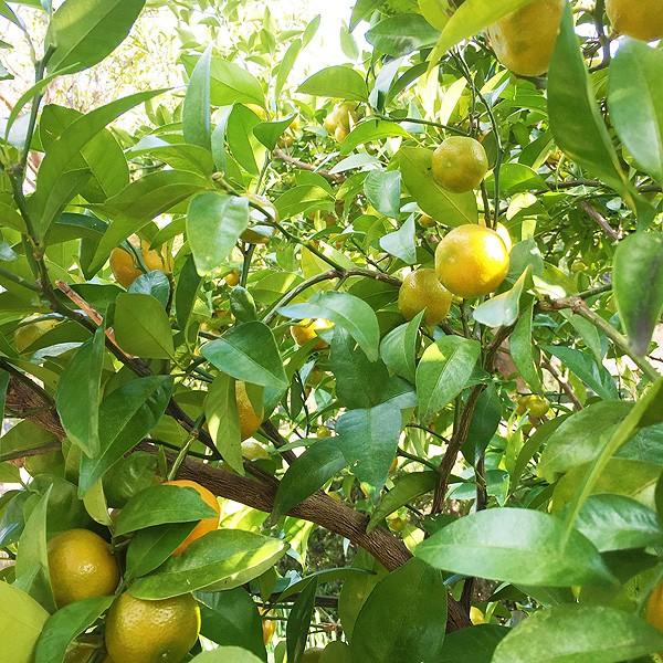 送料無料 柑橘類 福来みかん ふくれみかん フクレミカン 七味唐辛子作りに 無農薬 無化学肥料 無消毒 三重県産1kg 皮まで安心 Buyee Buyee Japanese Proxy Service Buy From Japan Bot Online