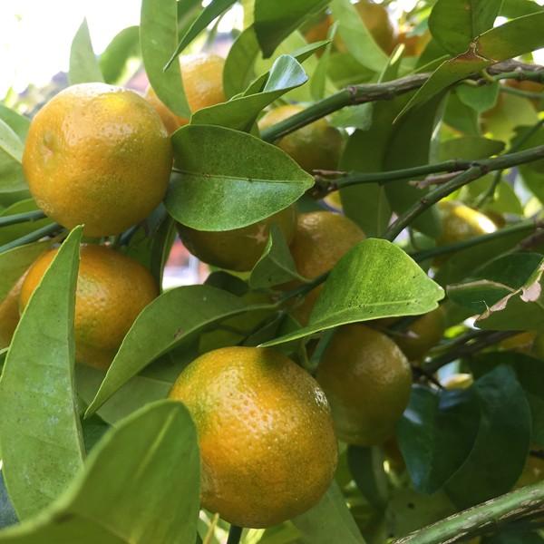 送料無料 柑橘類 福来みかん ふくれみかん フクレミカン 七味唐辛子作りに 無農薬 無化学肥料 無消毒 三重県産1kg 皮まで安心 Buyee Buyee Japanese Proxy Service Buy From Japan Bot Online