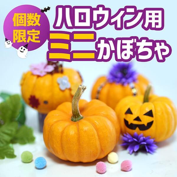 ハロウィン用ミニかぼちゃ 富良野産 ５個入り 税込 送料込み Pumpkin04 ハロウィンかぼちゃ販売 きふら 通販 Yahoo ショッピング